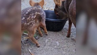 Oakland Zoo welcomes baby pudu named after Incan moon goddess - Fox News