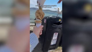 Seagull snatches ice cream out of beachgoer's hand - Fox News